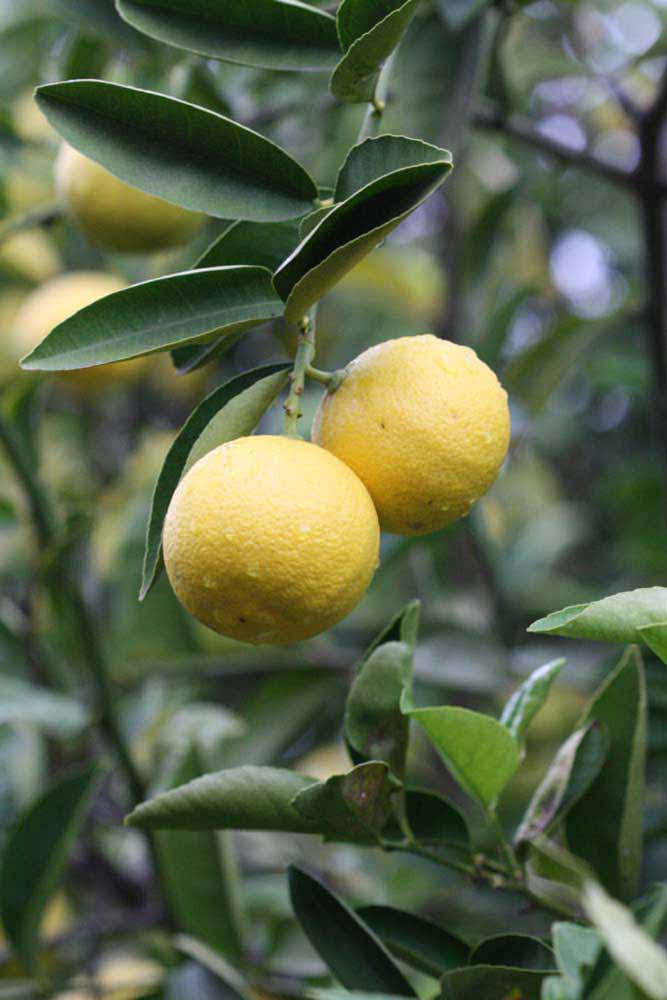            Fruit (Riverside, CA)   